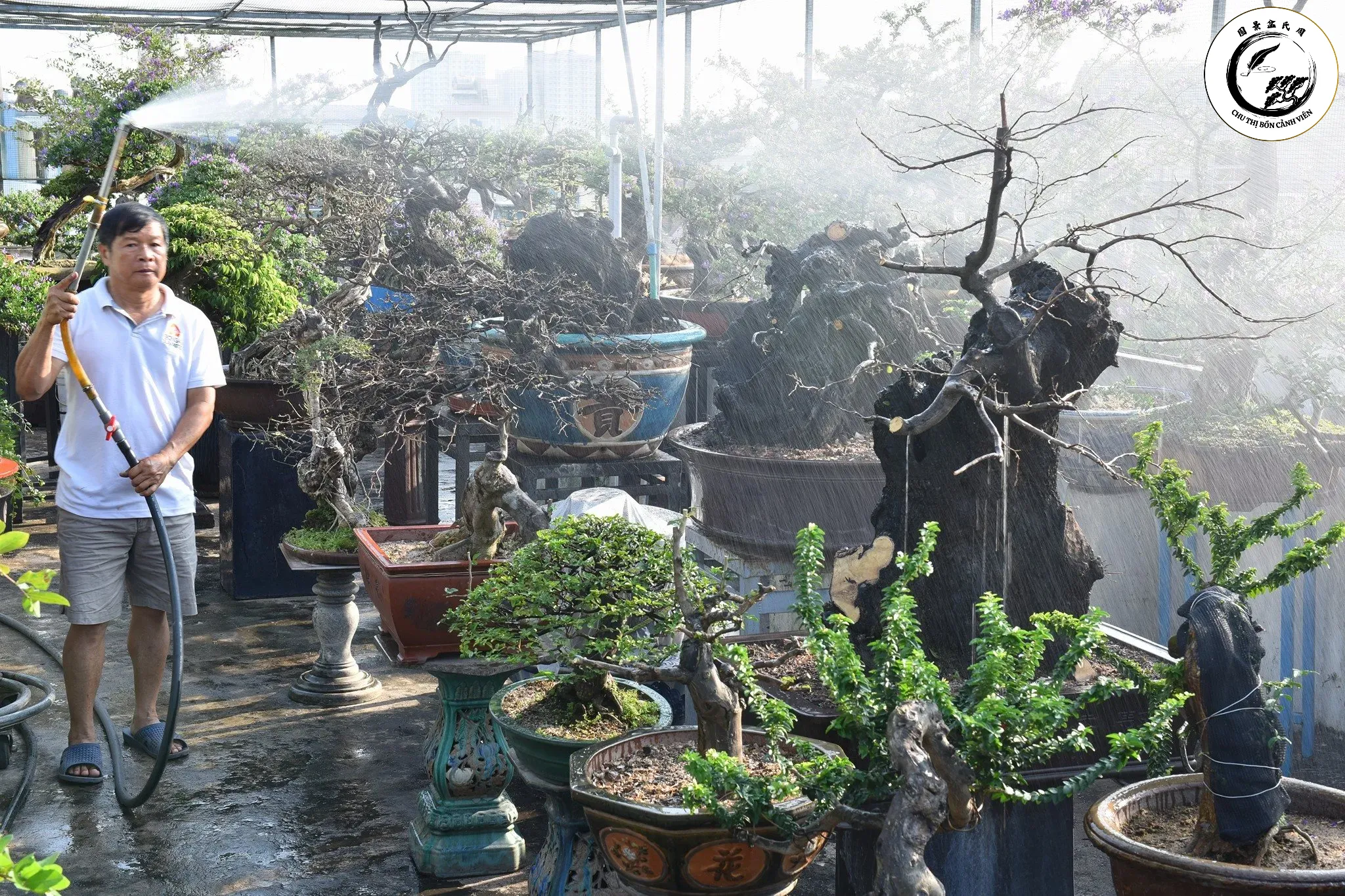 Sử dụng bình phun sương giúp duy trì độ ẩm hoàn hảo cho bề mặt lá nhung mịn