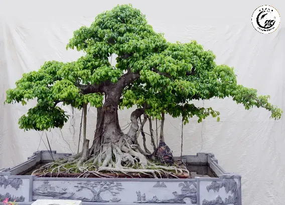 Sử dụng phương pháp ủ ẩm bằng nilon và thuốc kích rễ để tạo rễ phụ tại các vị trí mong muốn
