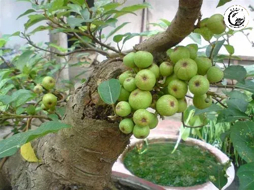20150818102747-225c Cây sung bonsai siêu quả được coi là biểu tượng của tài lộc và sự viên mãn trong phong thủy nhà ở
