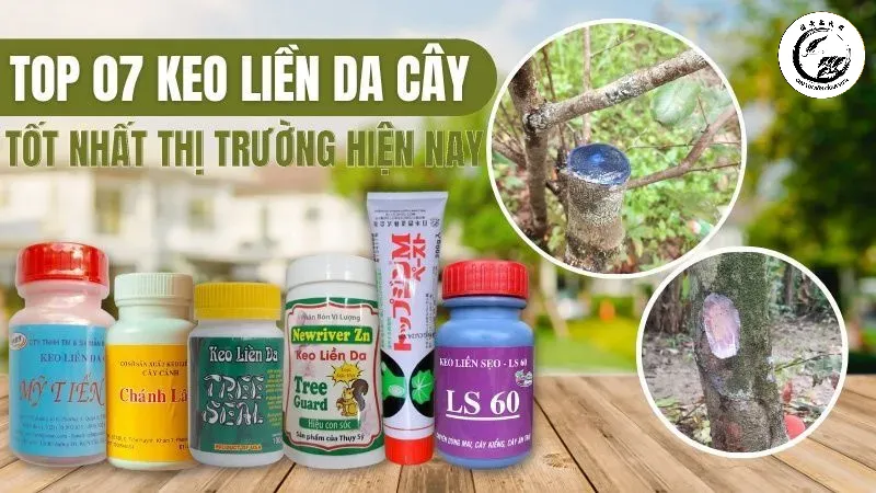 Lựa chọn đúng loại keo phù hợp với đặc tính của cây để đạt hiệu quả tốt nhất