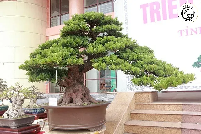 21 Tùng la hán Biểu tượng của sự trường thọ và đẳng cấp trong nghệ thuật cây cảnh