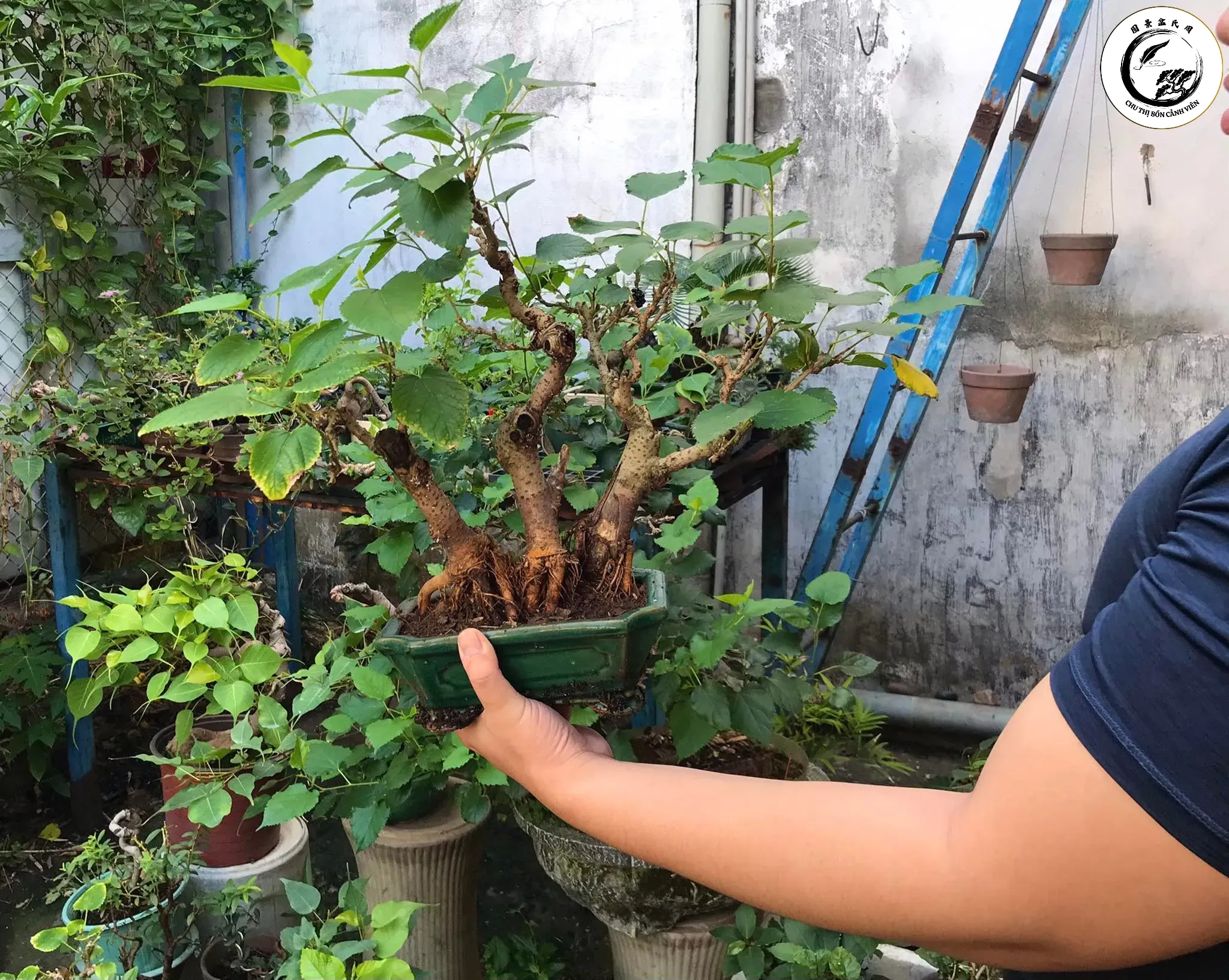 Chăm sóc nước tưới đúng cách là bí quyết để dâu tằm bonsai đậu quả sai