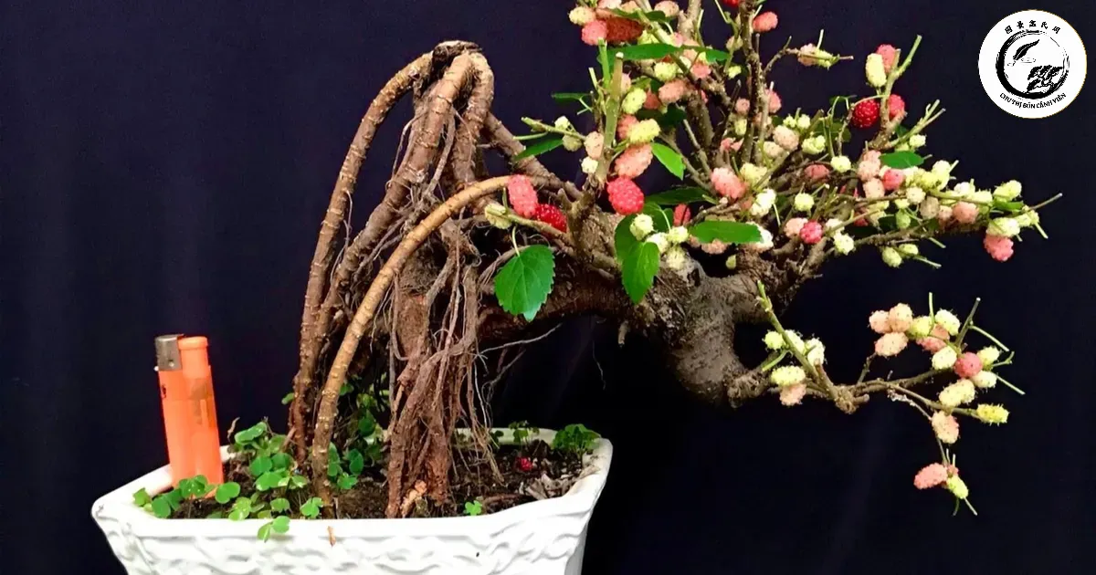 Dâu tằm bonsai mini mang lại không gian xanh mát và ý nghĩa phong thủy tốt lành