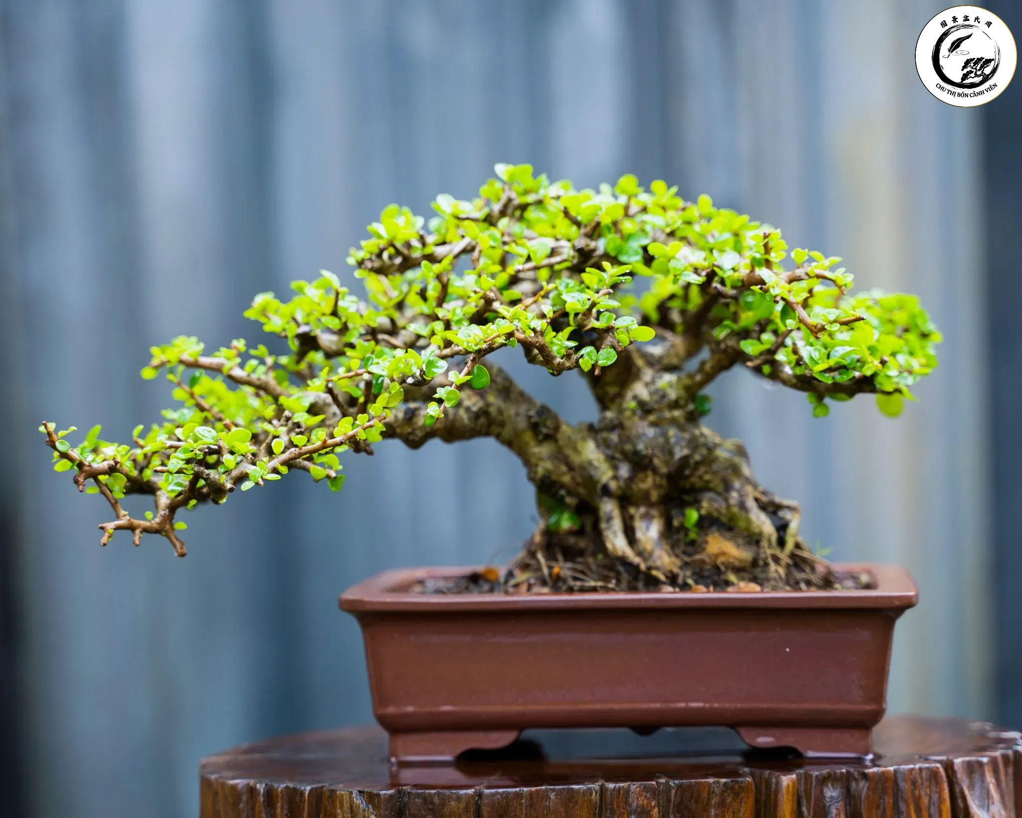 Môi trường sạch sẽ và thông thoáng giúp hạn chế tối đa sâu bệnh tấn công