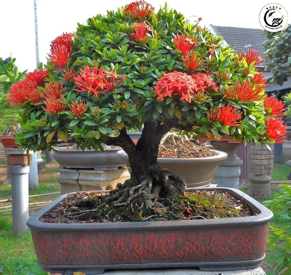 31447251142_14345f8e1b_b Tác phẩm bông trang đỏ bonsai rực rỡ chậu mang lại vẻ đẹp sang trọng cho không gian sống