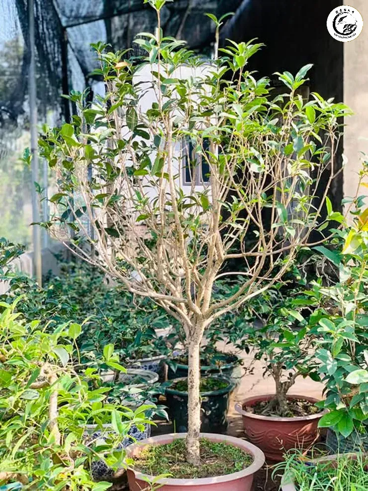 Vẻ đẹp thanh tao và sang trọng của cây Mộc Hương bonsai khi đặt trong không gian sân vườn