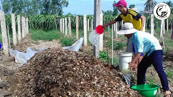 4602-tron-che-pham-vi-sinh-phan-huy-canh-thanh-long-sau-khi-duoc-bam-nhuyen-1229_20211123_599-172550 Kỹ thuật sử dụng Trichoderma ủ phân chuồng giúp tiêu diệt mầm bệnh và tạo nguồn phân bón hữu cơ chất lượng cao