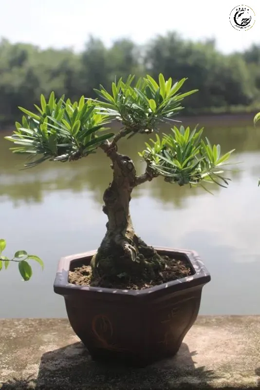 Tùng vạn niên bonsai mini chơi lá tạo điểm nhấn xanh mát và đẳng cấp cho không gian sống