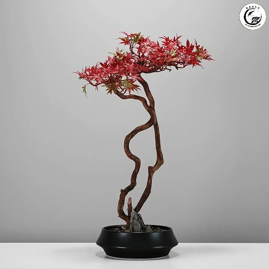 Bố trí cây phong lá đỏ bonsai tại phòng khách mang lại vượng khí và sự sang trọng
