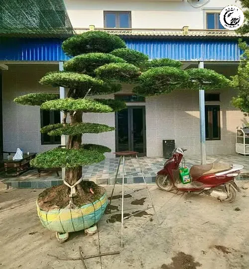 Tùng la hán Biểu tượng vĩnh cửu của sự trường thọ và khí chất thanh cao