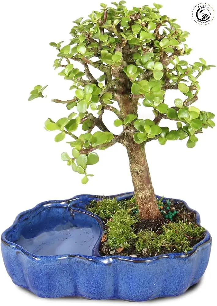 Sự kết hợp hoàn hảo giữa cây bonsai nghệ thuật và chậu gốm Tàu men xanh ngọc bích