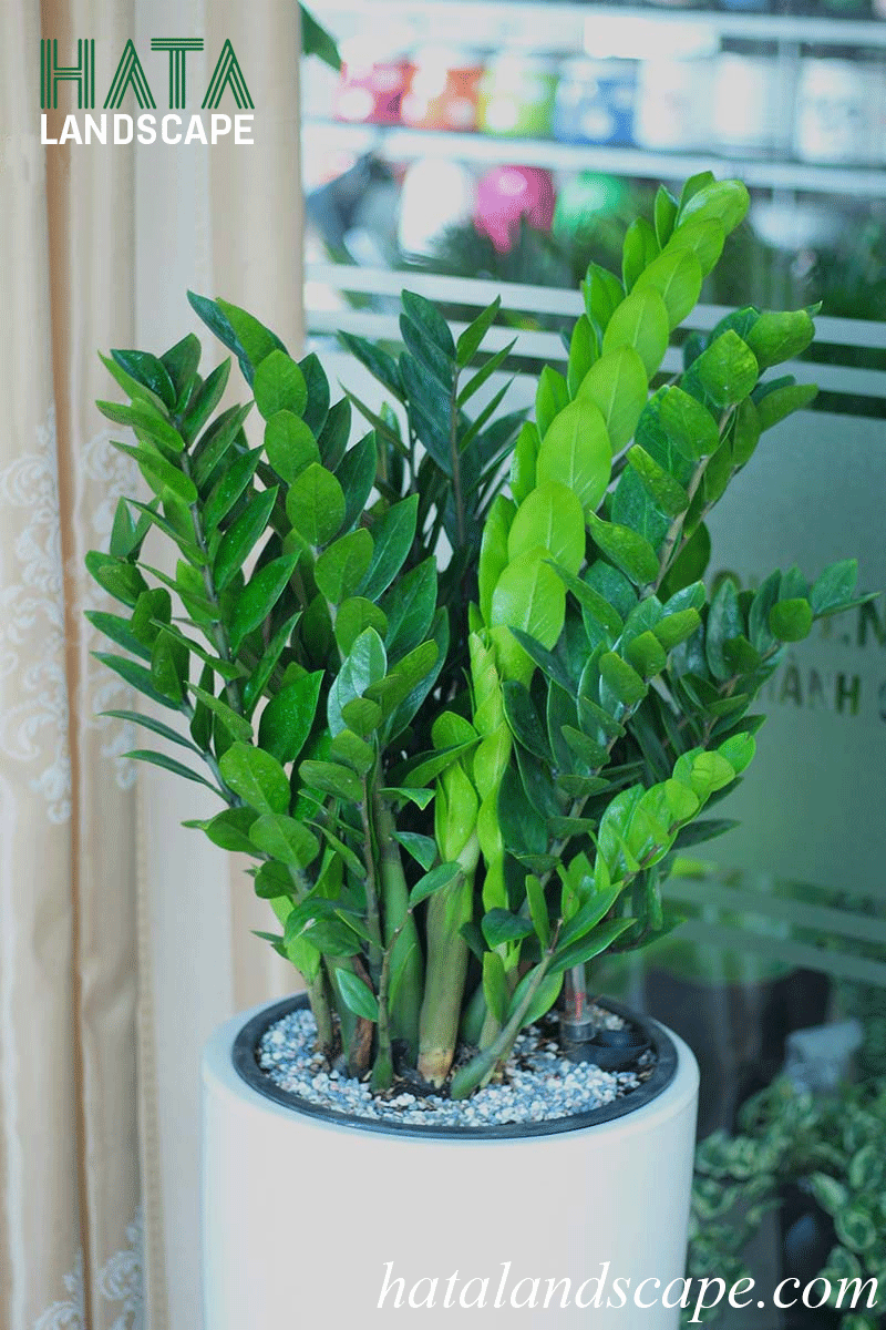 Kim Tiền bonsai giúp kích hoạt cung tài lộc và thu hút vượng khí cho doanh nghiệp