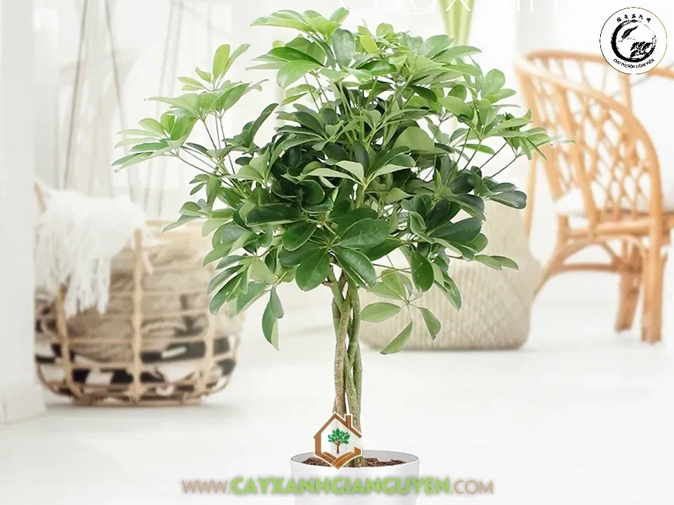 Đặt ngũ gia bì bonsai tại nơi làm việc giúp thu hút tài lộc và thăng tiến