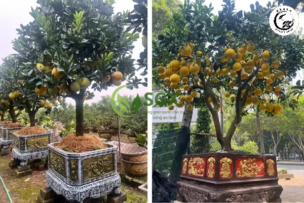 Bưởi diễn mini là biểu tượng của sự thịnh vượng và hương thơm thanh khiết trong ngày Tết