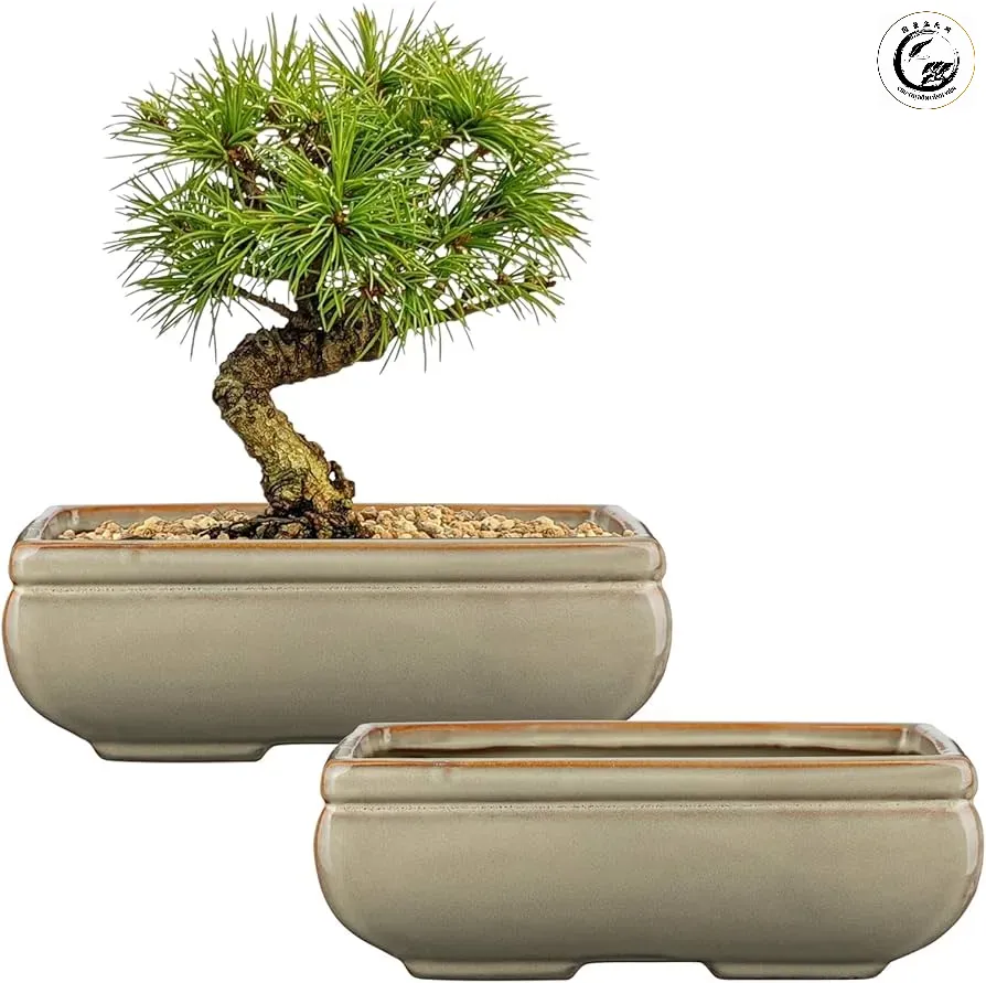 Các đường nét góc cạnh của chậu chữ nhật tạo sự vững chãi và cân bằng cho bộ đế của cây