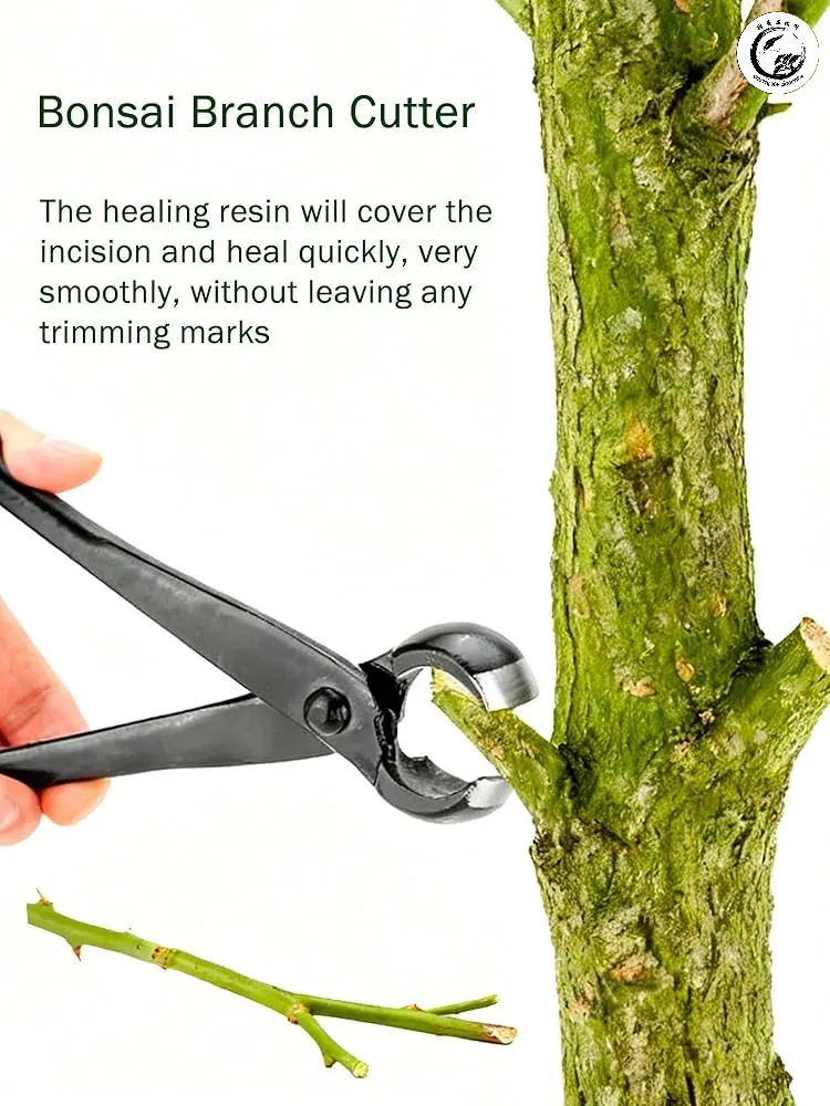 Vết sẹo sau khi được xử lý bằng dụng cụ khoét sẹo bonsai làm lõm đã liền mạch hoàn hảo