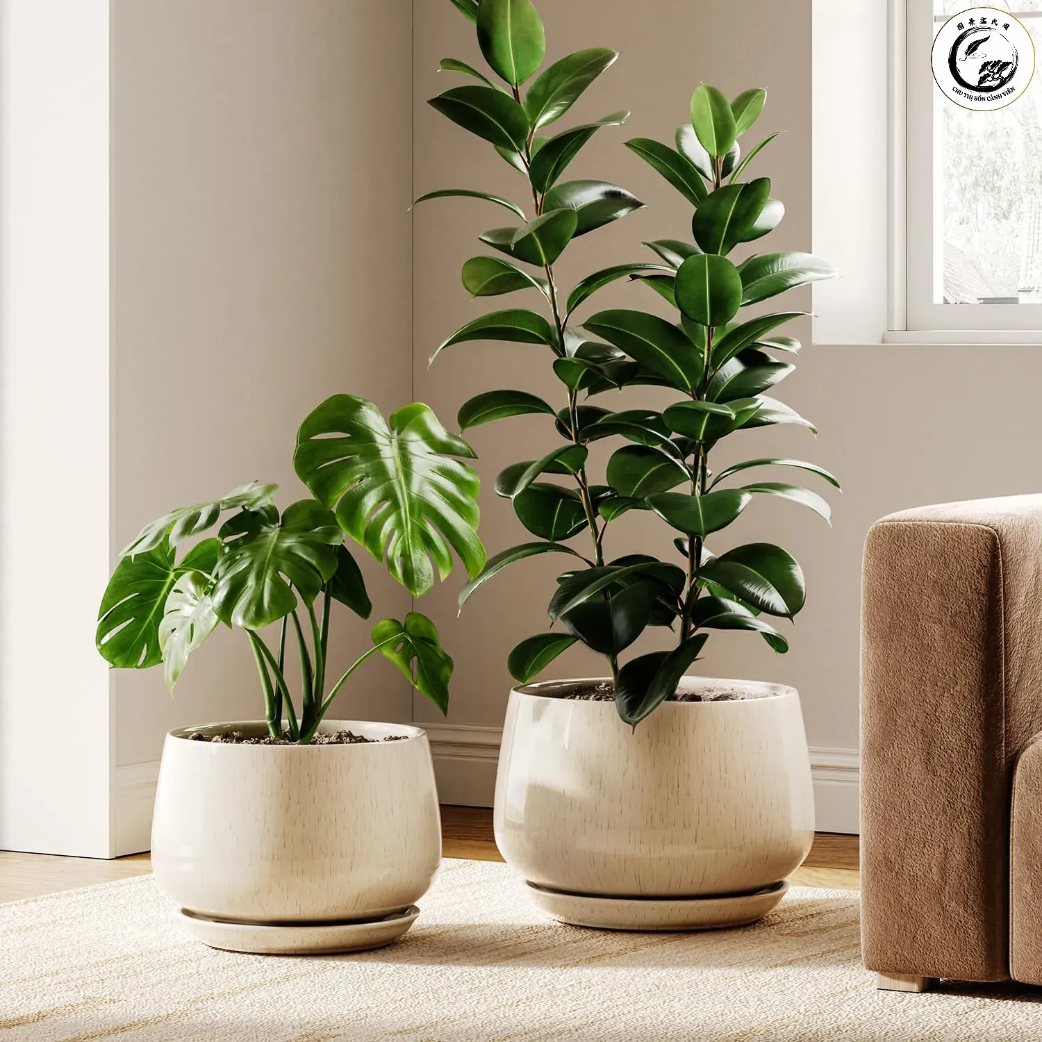 Sự cân đối giữa tán lá và chậu mang lại vẻ đẹp tinh tế cho không gian
