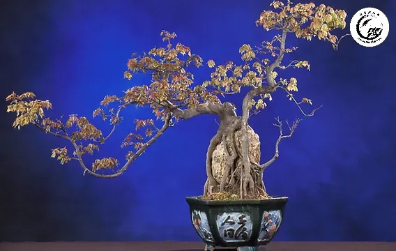 Cơ chế tương hỗ giữa cành mồi và hệ rễ giúp cây phục hồi nhanh chóng