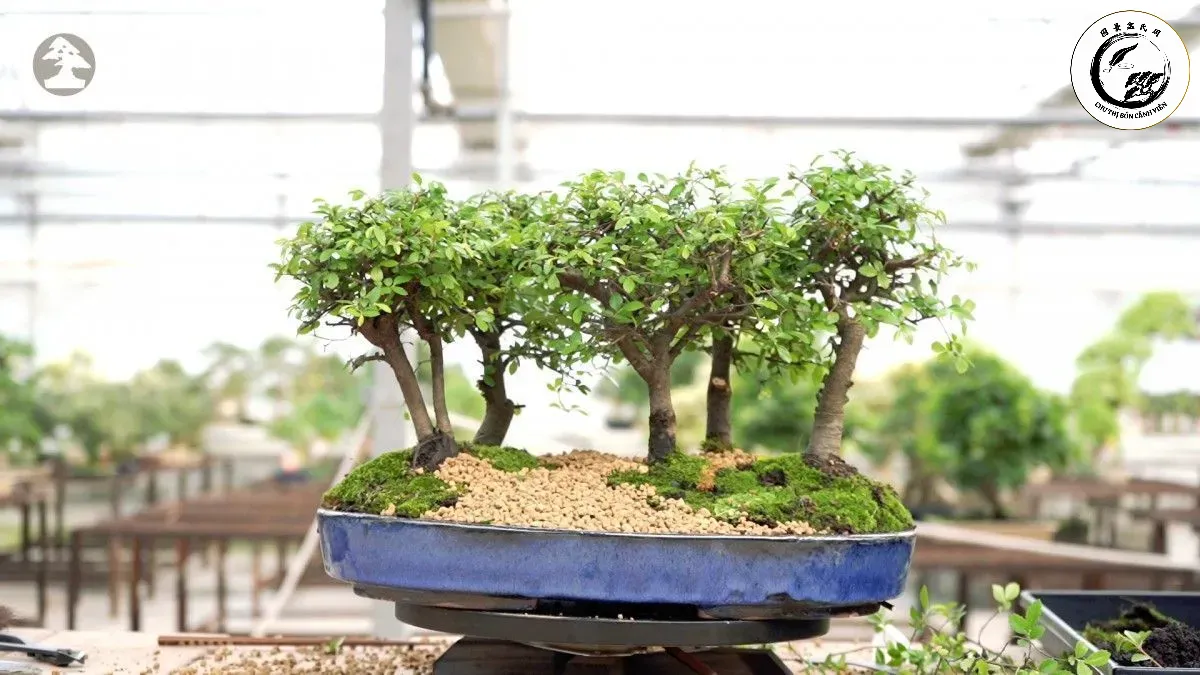 Quy trình sắp xếp các cây bonsai tạo thành một cụm rừng tự nhiên trên khay