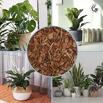 Vỏ thông băm lót đáy chậu thoát nước là giải pháp hàng đầu trong kỹ thuật trồng cây chuyên nghiệp