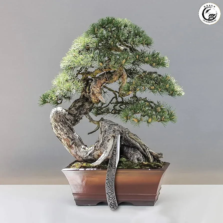 Dao gọt sẹo Ryuga thép không gỉ Công cụ không thể thiếu để tạo nên những tác phẩm bonsai hoàn mỹ