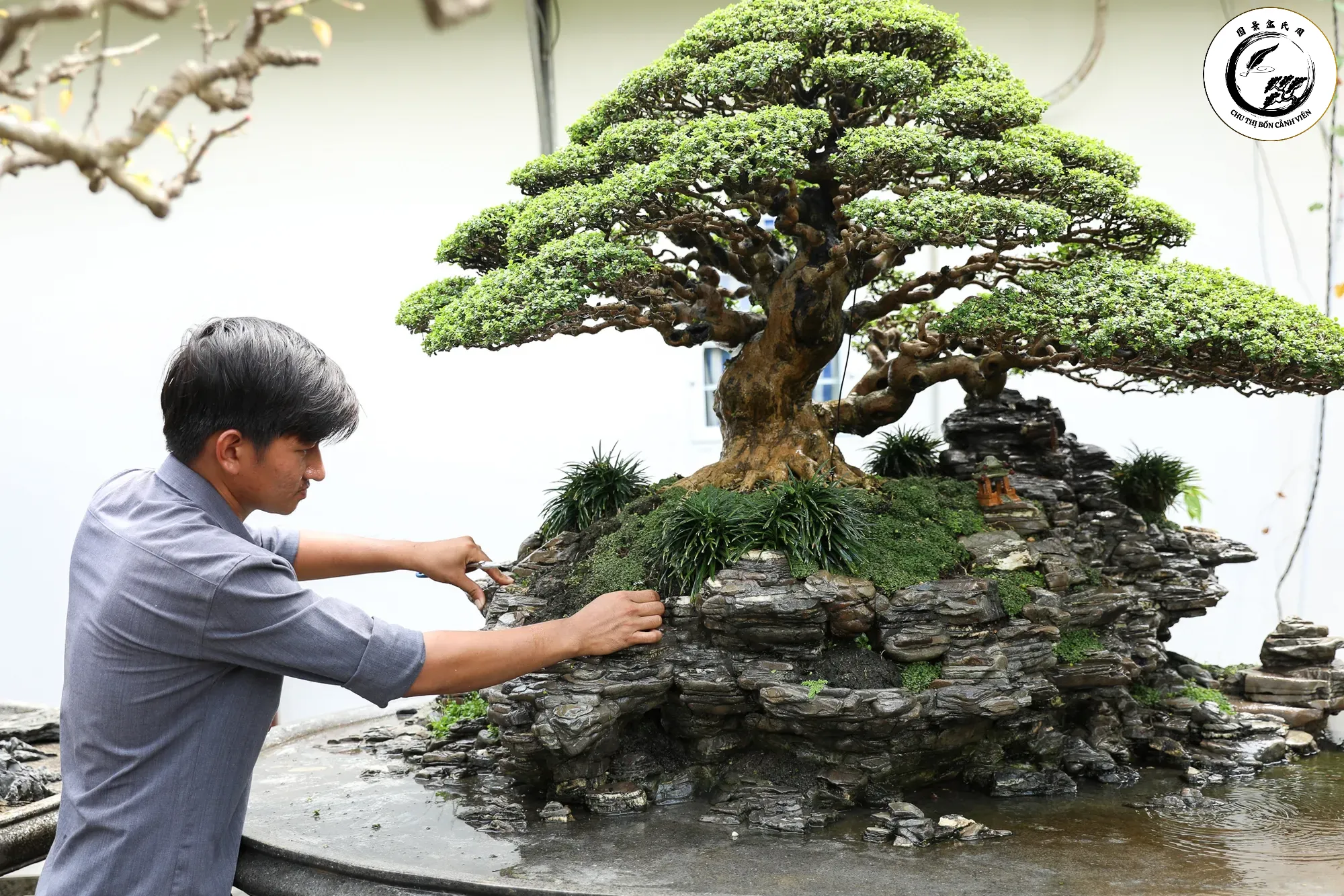 Hành trình săn tìm phôi bonsai rễ quái đầy thử thách và thú vị giữa thiên nhiên