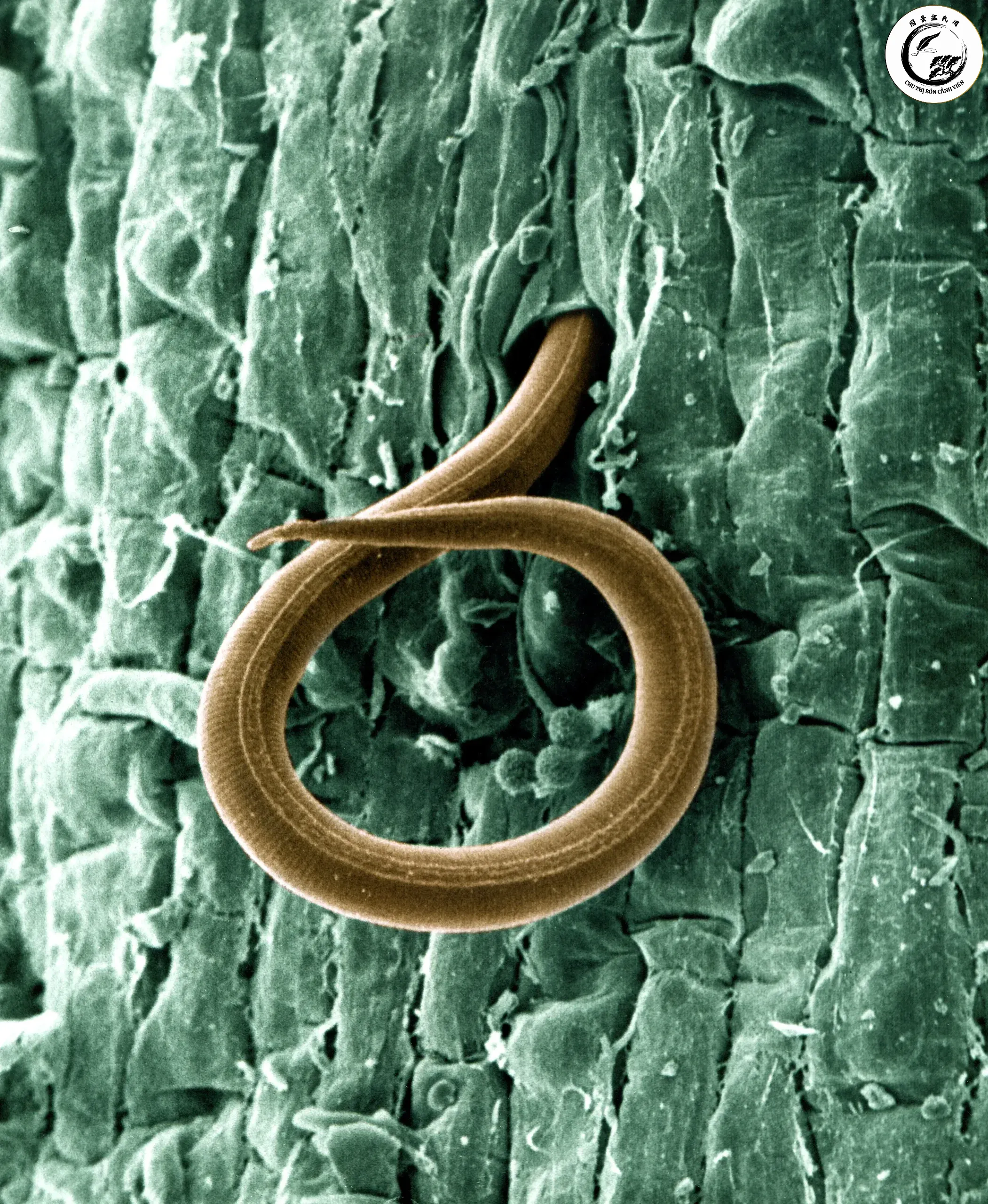 a_juvenile_root-knot_nematode_28meloidogyne_incognita29_penetrates_a_tomato_root_-_usda-ars-scaled-1 Tuyến trùng Meloidogyne tác nhân chính gây ra tình trạng rễ sưng cục ở nhiều loại cây trồng