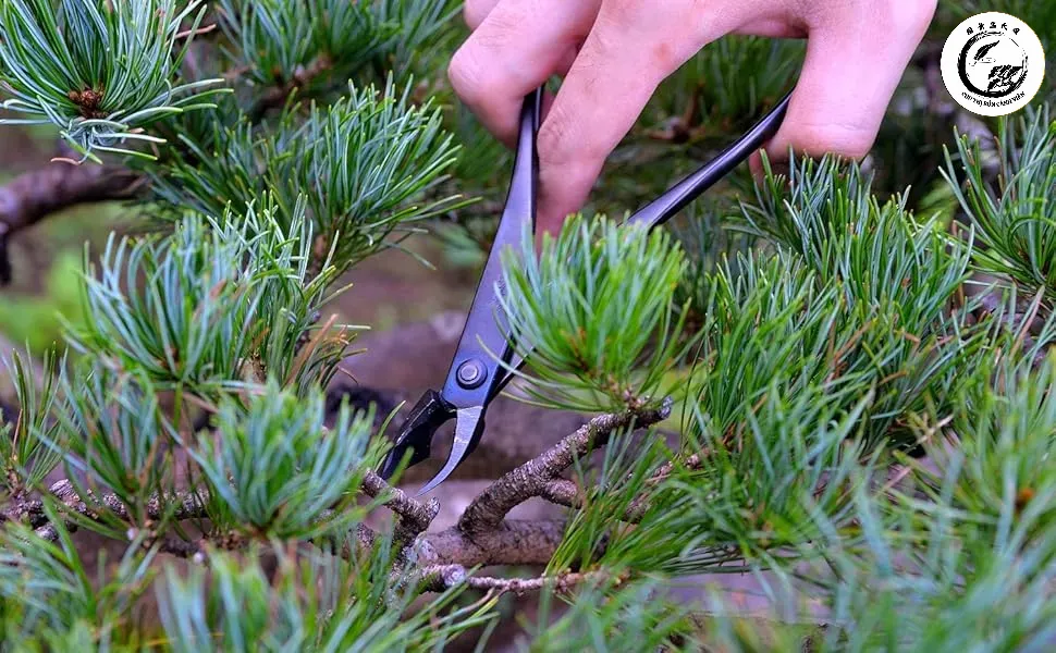 Nghệ nhân sử dụng dụng cụ khoét sẹo bonsai làm lõm chuyên nghiệp để xử lý vết cắt