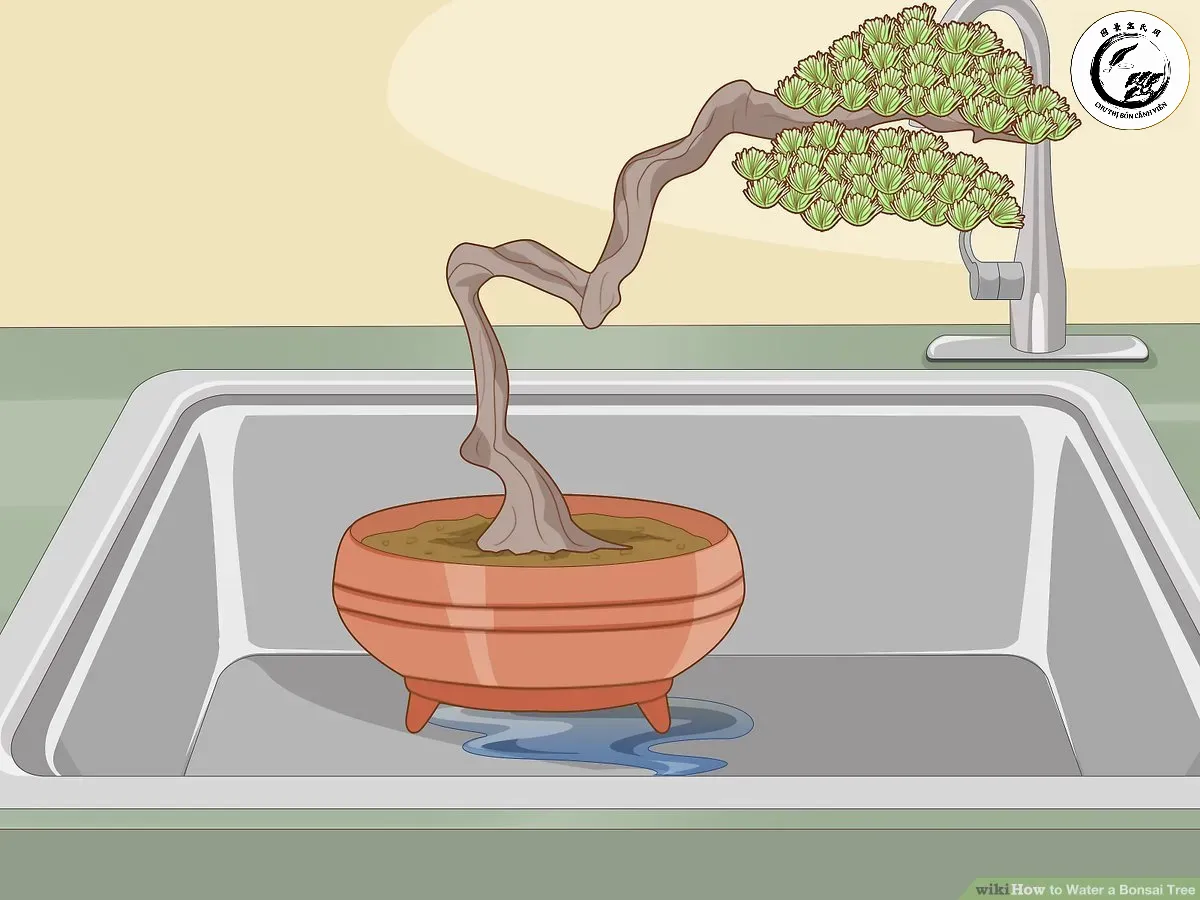 aid11720324-v4-1200px-water-a-bonsai-tree-step-12 Kỹ thuật tưới nước bonsai từ dưới lên rễ giúp cung cấp độ ẩm toàn diện cho hệ thống rễ
