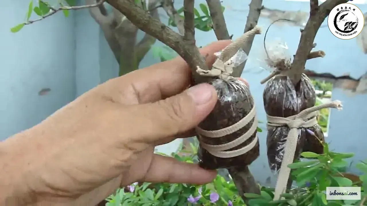 air-layering-bonsai-technique Kỹ thuật chiết cành là phương pháp quan trọng trong nghệ thuật bonsai