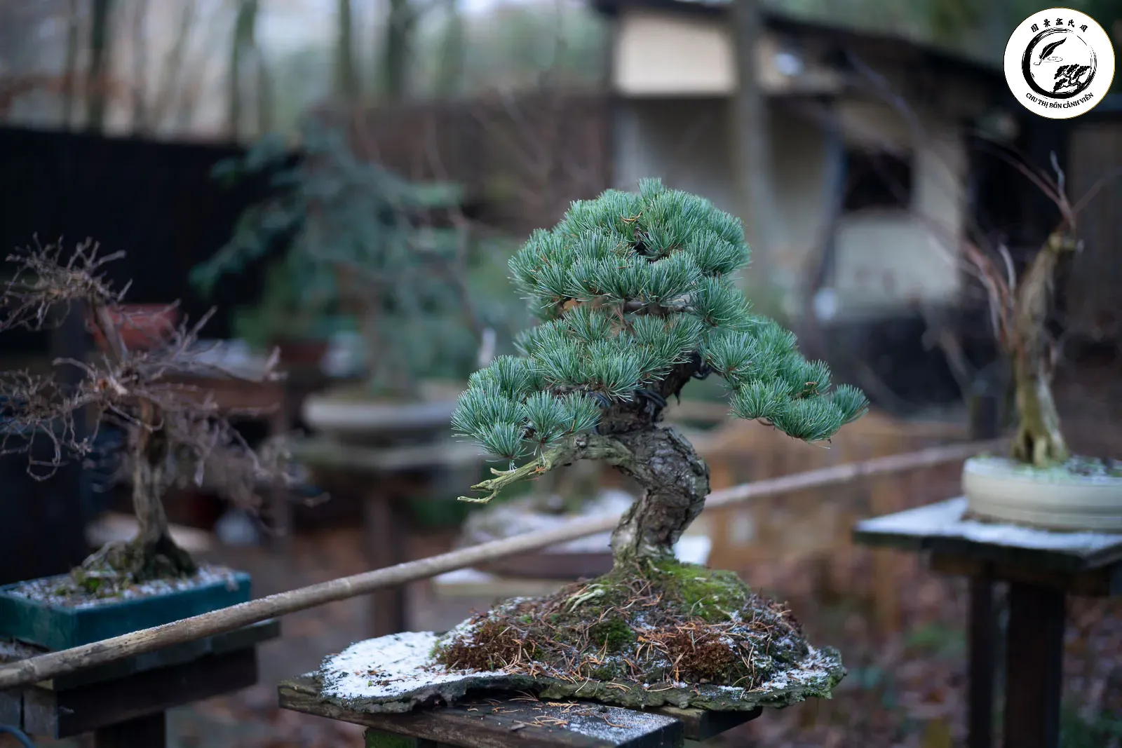 alb03636 Sương giá và nhiệt độ thấp là tác nhân hàng đầu gây sốc nhiệt cho cây bonsai
