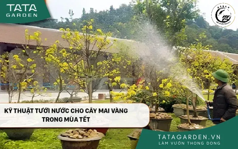 Kỹ thuật tưới nước đúng cách giúp duy trì độ ẩm lý tưởng cho nụ mai