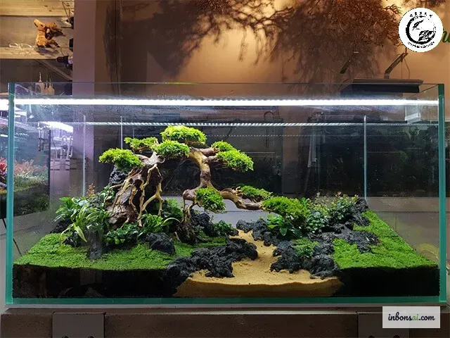 Khả năng quan sát bộ rễ phát triển giúp người dùng dễ dàng kiểm soát sức khỏe của cây