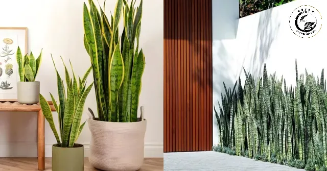Bố trí cây Lưỡi Hổ tại cửa ra vào giúp bảo vệ ngôi nhà khỏi tà khí