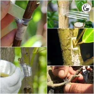 Kỹ thuật quấn băng keo đảm bảo kín khít và bảo vệ mắt ghép khỏi tác động môi trường