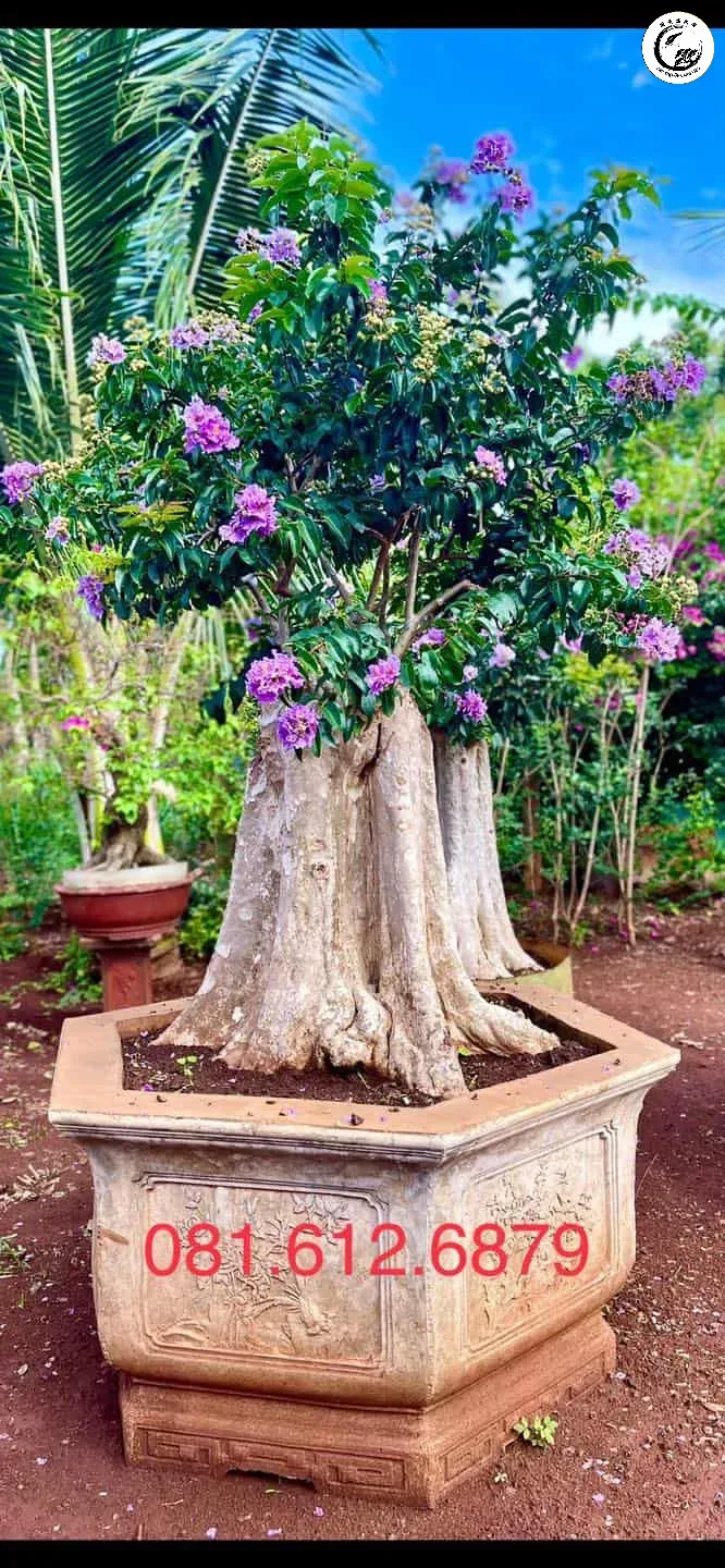 bang-lang-bonsai-3 Vẻ đẹp kiêu sa của cây bằng lăng bonsai khi nở hoa tím rực rỡ