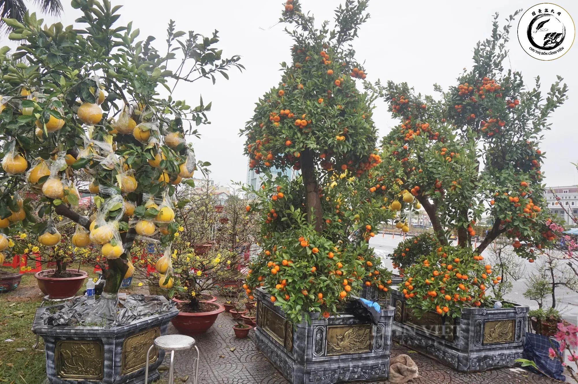 Lựa chọn thời điểm mua phù hợp giúp bạn sở hữu những tác phẩm bonsai quýt đường đẹp nhất