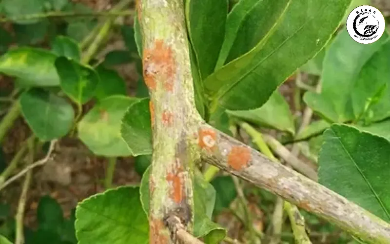 Sự tàn phá của nấm hồng khiến vỏ cây bị nứt nẻ và làm chết cành