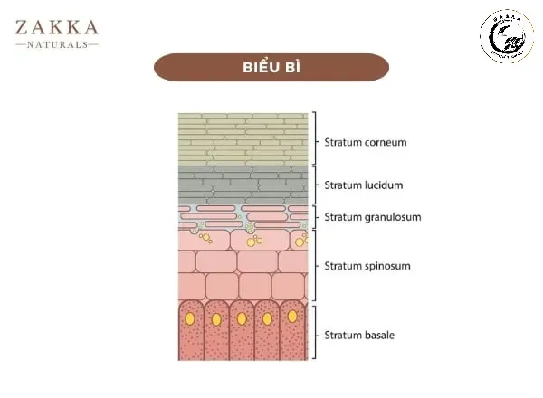 bieu-bi_05826bcdadf648cf8091a5a4b06fe59b Lớp dầu máy tạo ra màng bảo vệ ngăn chặn sự xâm nhập của độ ẩm và oxy