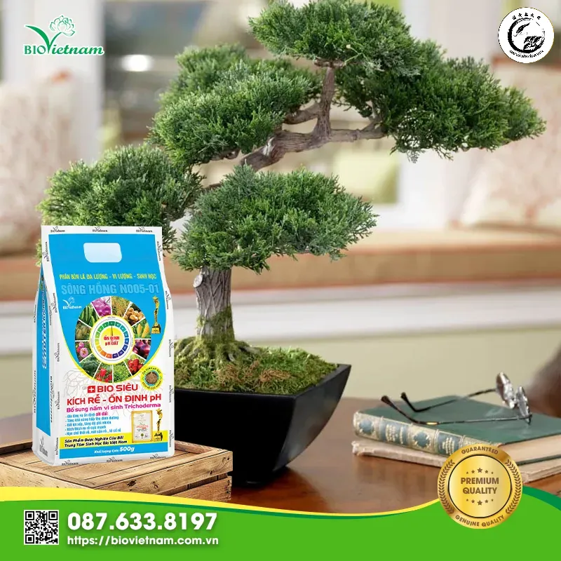 Cung cấp dinh dưỡng đầy đủ và đúng cách giúp cây nhãn luôn duy trì được sắc đỏ của lộc