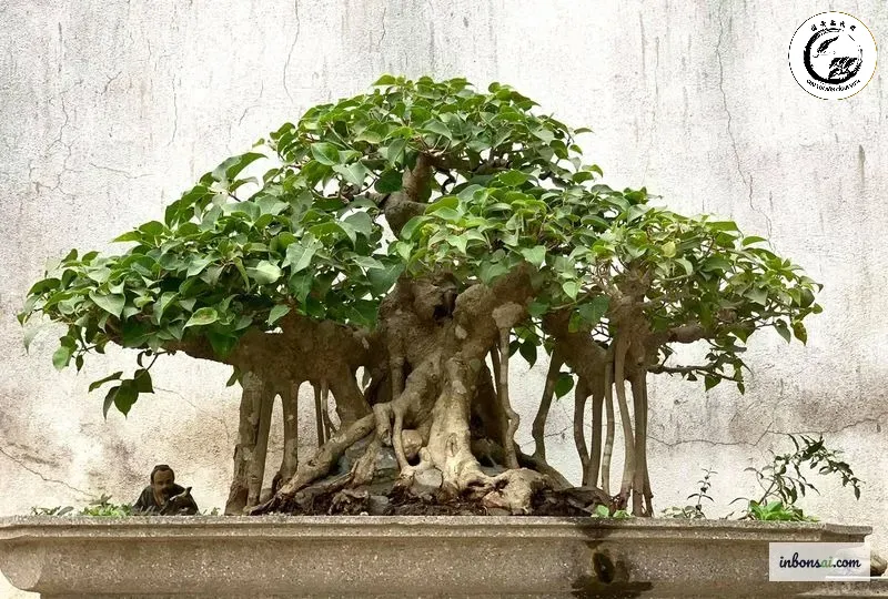 bo-de-bonsai-thieng-lieng Phun sương định kỳ là cách tốt nhất để duy trì độ ẩm cho bộ rễ bám đá