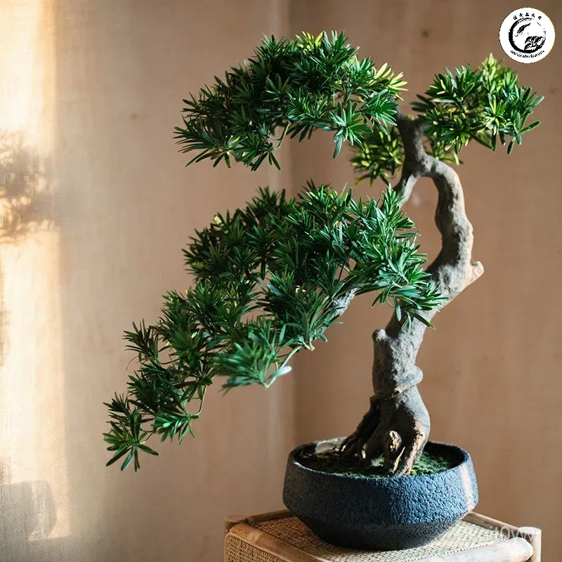 Tùng la hán bonsai mang lại vẻ đẹp tinh tế và năng lượng tích cực cho không gian nội thất