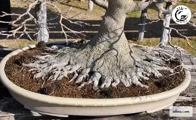 Giá trị kinh tế của cây cảnh tăng cao nhờ bộ rễ được tạo tác bài bản