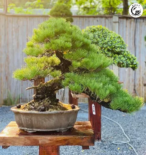 Môi trường sống thông thoáng là yếu tố then chốt ngăn ngừa sâu bệnh phát triển