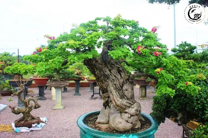 Tác phẩm cây dáng lão cổ thụ thu nhỏ uy nghi thể hiện tinh hoa nghệ thuật và dấu ấn thời gian