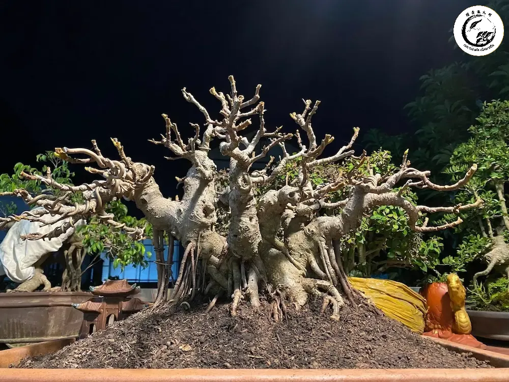 bonsai-dang-lang Quá trình xử lý và chăm sóc để bộ rễ phát triển đồng đều
