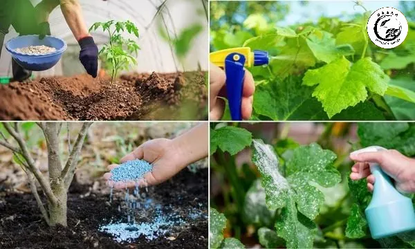 Sử dụng phân bón tan chậm giúp bộ rễ nhân sâm phát triển chắc khỏe
