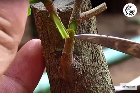 Kỹ thuật rạch vỏ và áp rễ đòi hỏi sự chính xác tuyệt đối để các mạch dẫn có thể liên kết