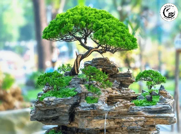 Tiểu cảnh cụm rừng bonsai được thiết kế tinh tế trong khay nhựa chuyên dụng