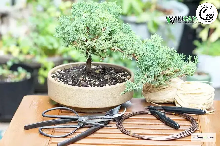 Kỹ thuật sang chậu tỉ mỉ giúp cây bonsai dáng trực phát triển bền vững